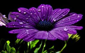 All of these purple background images and vectors have high resolution and can be used as banners, posters or wallpapers. 39 High Definition Purple Wallpaper Images For Free Download