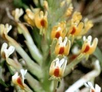 Image result for Hebenstretia dentata