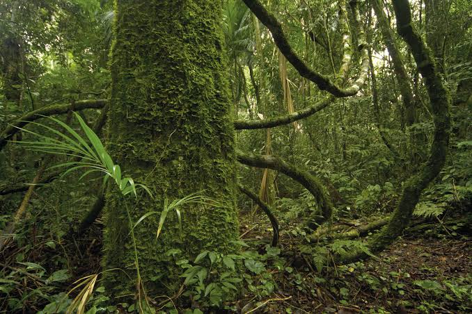 La Selva Misionera es el ambiente con mayor biodiversidad del país y se descubren nuevas especies en forma permanente - Argentina Forestal
