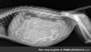 X Ray Image Of A Pregnant Cat With Six Kittens Funsubstance Pregnant Cat X Ray Kitty Images