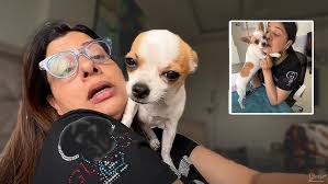 CHERRY reacts to Jumping DOG