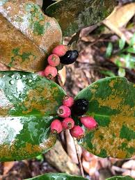 Image result for Memecylon