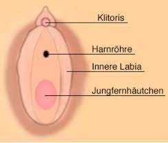 Sehr häufig reißt das hymen / jungfernhäutchen lange vor dem ersten sexualverkehr mit einem mann. Jungfernhautchen Alle Infos Desired De