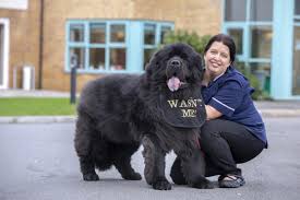 We did not find results for: Dash The Newfoundland Has Become Best Friends With Residents And Staff At Caernarfon Care Home North Wales Chronicle