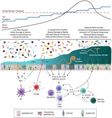 Too indicates that there is too much of a quality, or too much or too many of some object.enough means that there is no need for more of a quality or object. Frontiers Immunity To Soil Transmitted Helminths Evidence From The Field And Laboratory Models Immunology