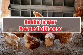 Learn about the veterinary topic of newcastle disease in poultry. Using Antibiotics For Newcastle Disease In Poultry Guidefreak