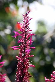 Image result for Odontonema callistachyum