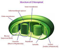 Plants growing in the dark grow faster than plants. Chloroplast Is A Plastid That Contains Chlorophyll And In Which Photosynthesis Takes Place It Is Found In Algae Plant Cell Photosynthesis Plant Cell Structure