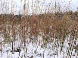 Image result for Phragmites