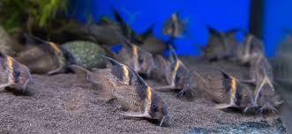 Egal ob fische, krebse, muscheln stefan seuß plant eine kurze angeltour an den kleinen fluss in deutschland und versucht vorher die welse am angelplatz. Welse Fur Ein Bepflanztes Aquarium Aquascaping Wiki Aquasabi
