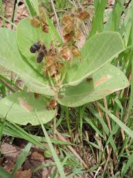 Image result for Eriosema lebrunii