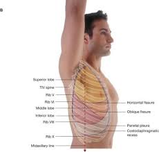 Knowledge of the surface anatomy of the thorax (chest) is particularly important because it is one of the areas most frequently subjected to physical examination, like auscultation and percussion.3 in. Surface Anatomy Of The Lungs Lateral Lung Lobes Human Anatomy Oblique Fissure