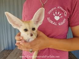 As she gets to know you, you should make sure you treat. Fennec Fox For Sale