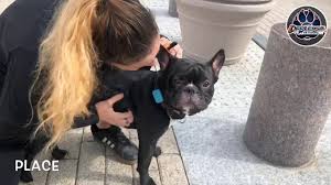 Reputable breeders will ensure that their dogs and puppies are free of issues that french bulldogs can face so be sure to ask for proof that testing has been done for the potential health problems listed below. 1 5 Year Old French Bulldog Jacko Best Dog Trainers Va 14 Day Transformation Youtube