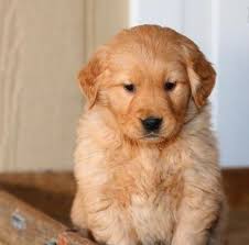 Golden retrievers are known for their gentle and friendly disposition. Jthth Golden Retriever Puppies For Sale For Sale In Fayetteville Arkansas Classified Americanlisted Com