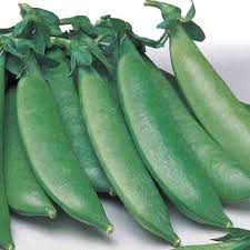 We did not find results for: Pea Seeds Sugar Sprint Edible Pod Mckenzie Seeds