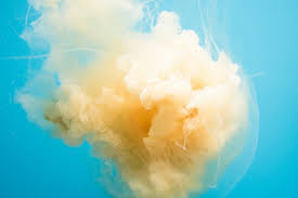 The Mallory Group @ PSU