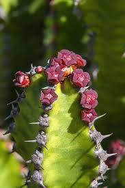 Image result for Euphorbia griseola