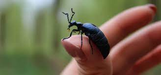 Z vajíček, kterých naklade samička až 10 000, se vylíhne larva ( triungulinus ), která se přichytí na. Poznate V Prirode Majku Fialovou Nevedomost Vas Muze Stat Zdravi Jenzeny Cz