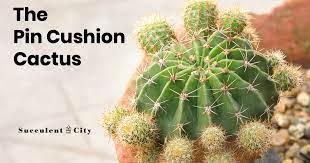 A cactus (plural cacti, cactuses, or less commonly, cactus) is a member of the plant family cactaceae, a family comprising about 127 genera with some 1750 known species of the order. Mammillaria The Pincushion Cactus All About It
