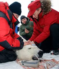 Vladimir putin riding a bear (i.redd.it). 39 Photos That Prove Birthday Boy Vladimir Putin Is The Most Badass Leader In The World