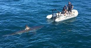Sharks ( superorder selachimorpha ) are a type of fish with a full cartilaginous skeleton and a highly streamlined body. Look At The Size Of This Thing Great White Shark Interrupts Australia Police Operation Cbs News