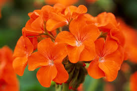 Pin On Ldlp Flowers