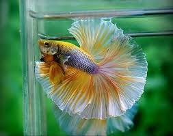 Sky Hawk Mustard Gas Butterfly Fish Betta Fish Freshwater Aquarium Fish