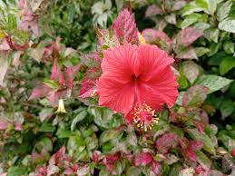 Ia ditanam secara meluas sebagai tanaman hiasan di seluruh kawasan tropika dan separa tropika. Bunga Raya Daun Berwarna Hibiscus Pokok Bunga Home Furniture Gardening On Carousell
