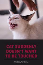 Cat Suddenly Doesn T Want To Be Touched In 2020 Cats Cat Behavior Pet Parent