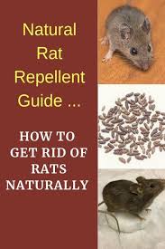 Sometimes, rats don't nest inside the walls or in any hard to get places, but inside a room, if there are enough hiding places. 21 Easy And Inexpensive Ways To Get Rid Of Rats Mice And Rodents Getting Rid Of Rats Natural Rat Repellent Rodent Repellent