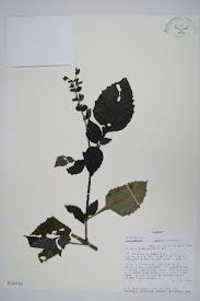 Image result for Brillantaisia cicatricosa