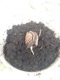 Comment Faire Pousser Un Noyau De Peche Jardinage Jardin Fruitier Astuce Jardin
