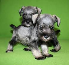 Most miniature schnauzer puppies live long, happy, healthy lives thanks to the efforts of dedicated, responsible breeders as homebred miniature schnauzer cuties who routinely test all breeding stock. Pennysaver Cute Mini Schnauzer Puppies Ready For Sale In Suffolk Massachusetts Usa