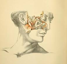 Dissection Of The Face From Illustrations Of Dissections By George Viner Ellis And G H Ford 2nd Edition 1891 Art Photography Human Anatomy Head And Neck