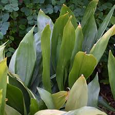 Its usefulness derives from its relatively low melting temperature. Cast Iron Plant Aspidistra Elatior In Houston Texas Tx At Buchanan S Native Plants