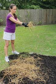 Sprinkling Wheat Straw Over A Newly Seeded Lawn Spot Reseeding Lawn Overseeding Lawn Dethatching Lawn