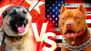 turkish kangal vs pitbull kopekleri pitbull kangal kopek youtube