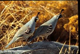 Image result for quail