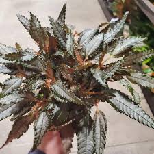 Image result for Faroa involucrata