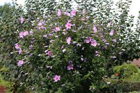 Der boden sollte durchlässig sein und viele nährstoffe enthalten. Gartenhibiskus Bluht Nicht Haufige Ursachen Und Hilfen Gartendialog De