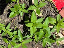 Image result for Pollichia campestris