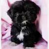 We are a family who loves raising our sweet sunnybelle shih tzus puppies. 1