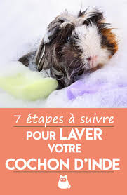 Epingle Sur Cochon D Inde Hamster
