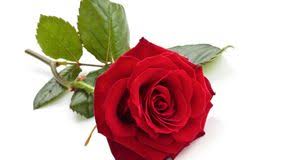 Rosen Zeichnen Fur Anfanger Sat 1 Ratgeber
