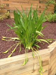 Find out whether callas prefer sun or shade, what type learn how to care for calla lilies, get growing advice and discover tips for including them in your garden design by tovah martin; Calla Lily Planting Seed Walter Reeves The Georgia Gardener