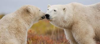 Besides, how big is a newborn bear? Mating Birthing Cubs And Emerging From Dens Polar Bears International