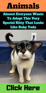 Almost Everyone Wants To Adopt This Very Special Kitty That Looks Like Baby Yoda Yoda Cat Dobby The Elf Yoda