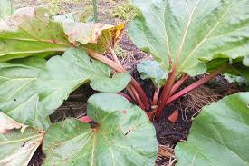 ルバーブ Rhubarb 事始めの記 赤いルバーブのほたる農園たつの
