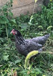 We also know that it is a cross between heritage and hybrid chickens (blue plymouth rock and barred plymouth rock, specifically). The Ultimate Chicken Guide Sapphire Gem Chicken S Mranimal Farm